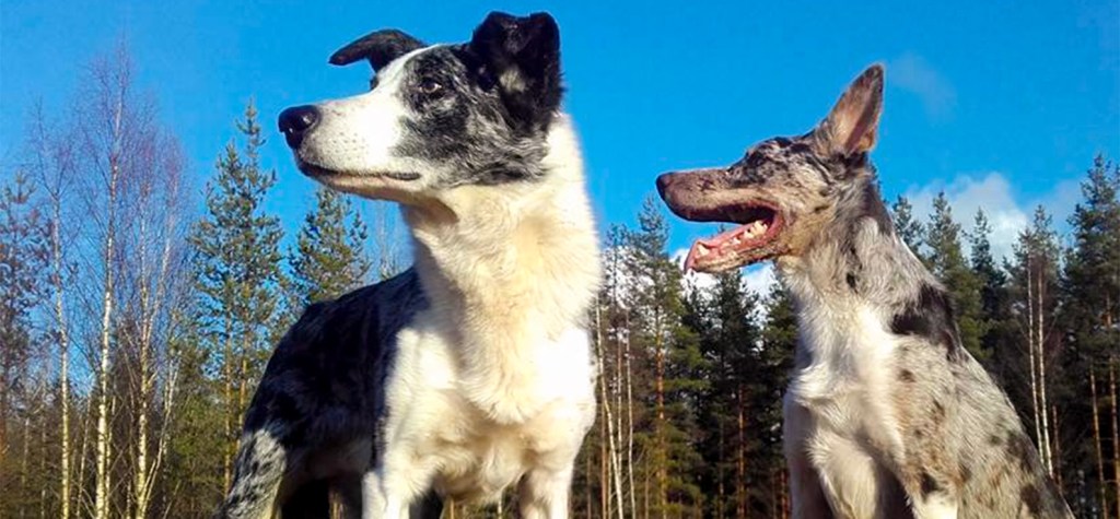 AmerikanBorderColliet